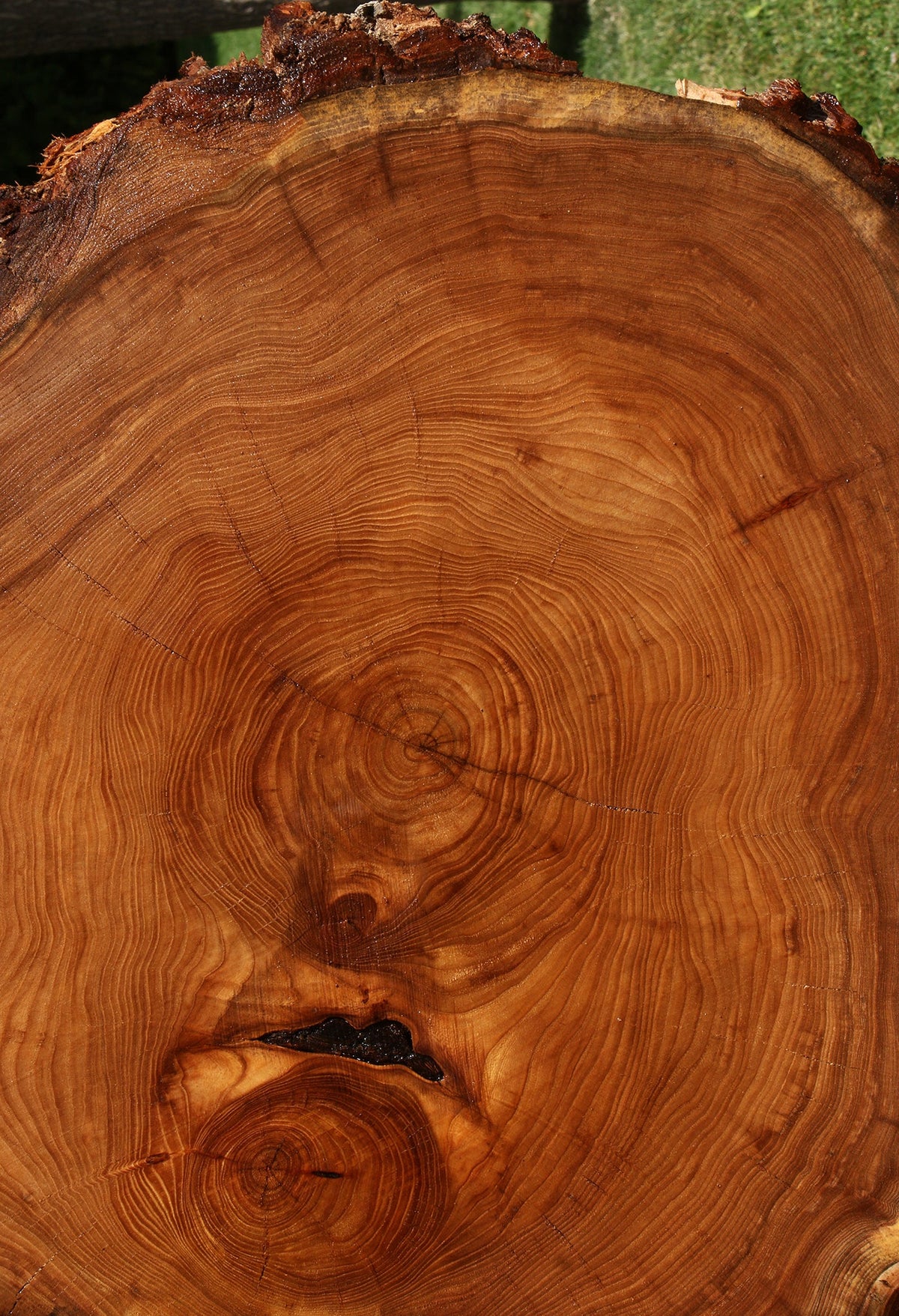 Figured Elm Cookie (Freight Shipping Required)
