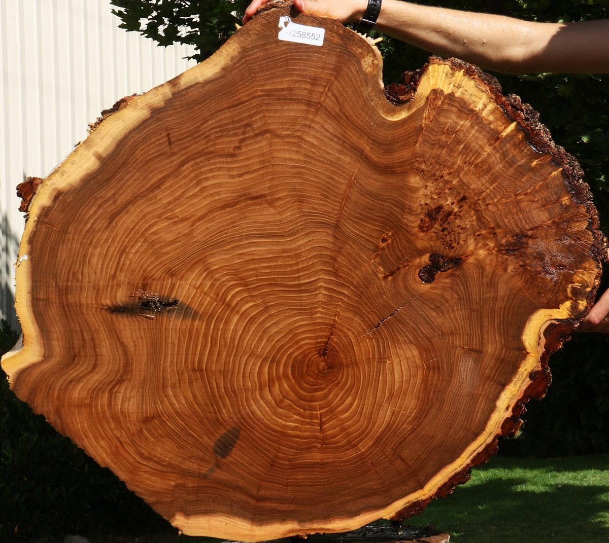 Figured Elm Cookie (Free Shipping Excluded)