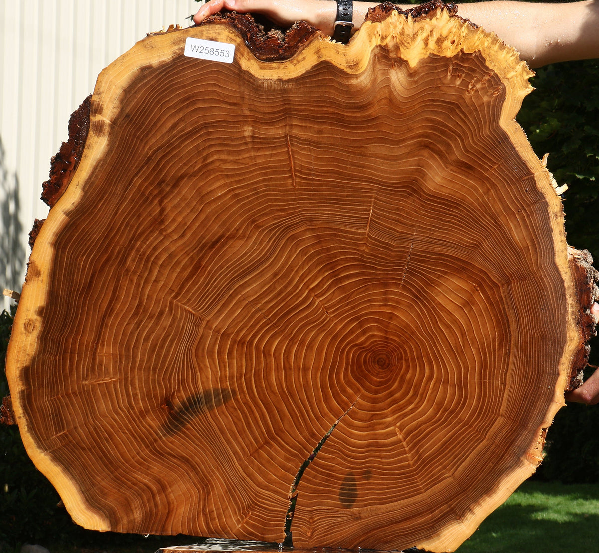 Elm Live Edge Slice