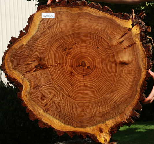 Figured Elm Cookie