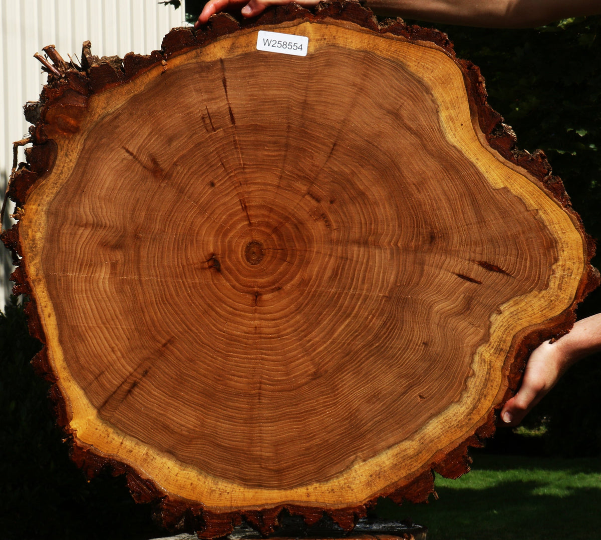 Figured Elm Cookie