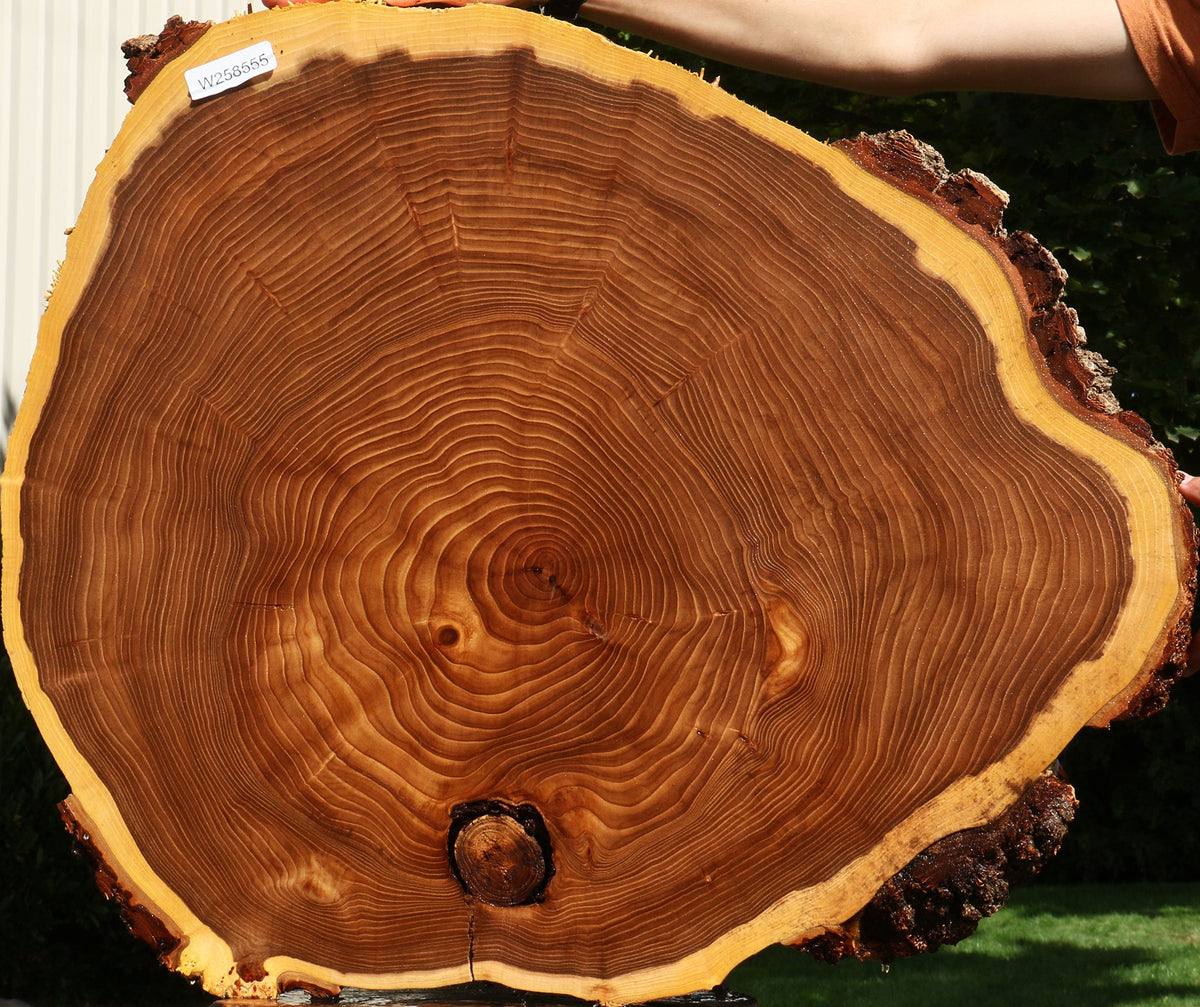 Elm Cookie