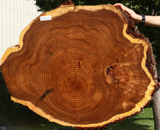 Figured Elm Cookie (Free Shipping Excluded)