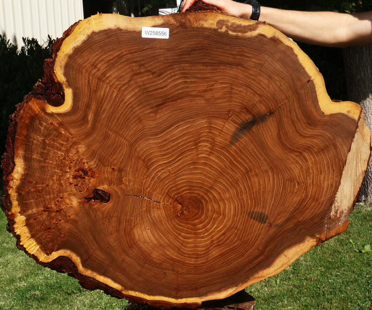 Figured Elm Cookie (Free Shipping Excluded)