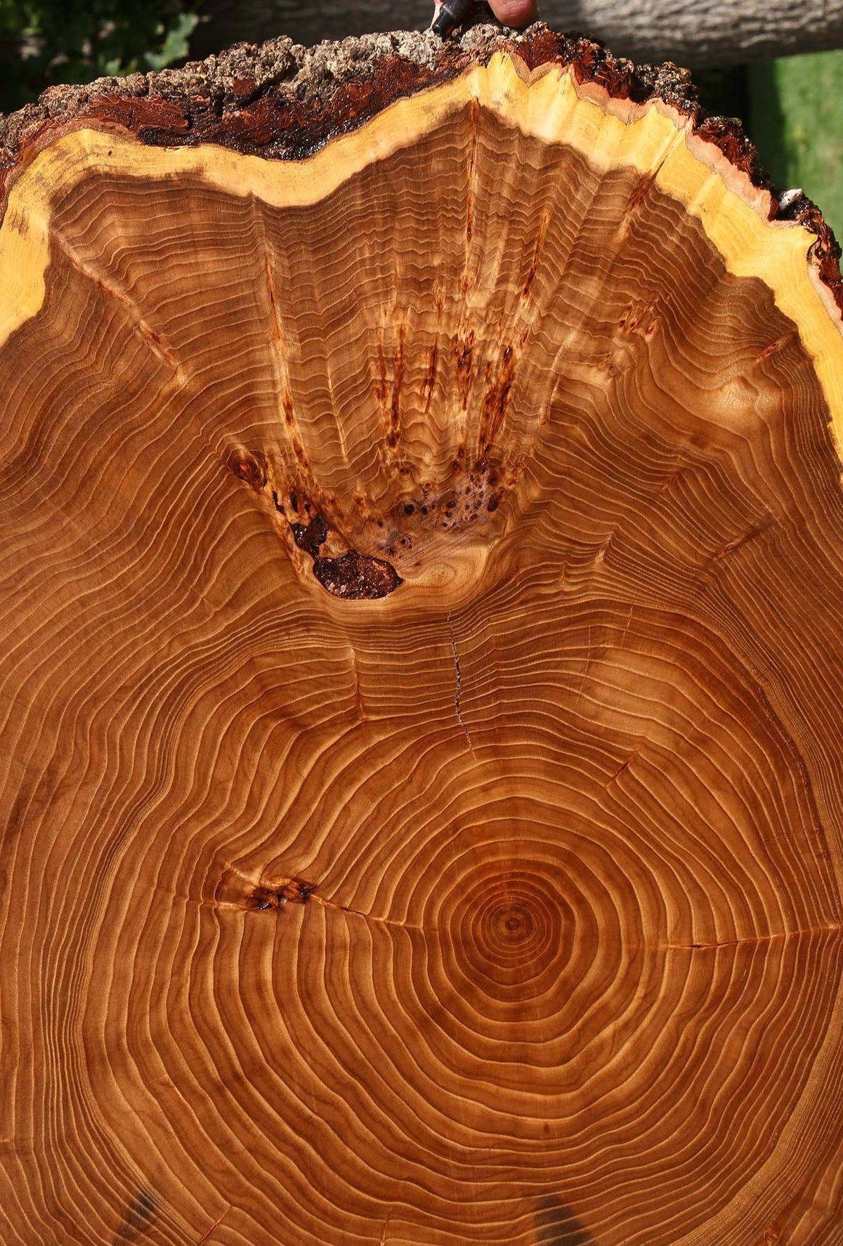 Figured Elm Cookie (Free Shipping Excluded)