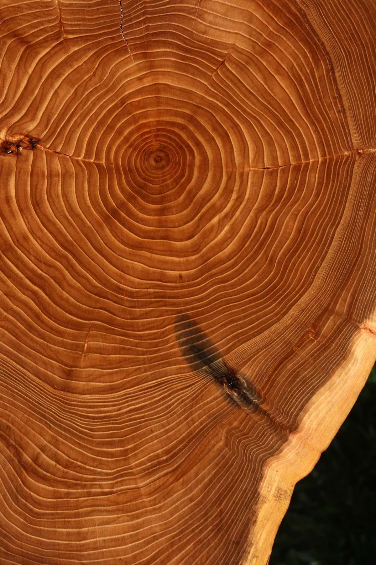 Figured Elm Cookie (Free Shipping Excluded)