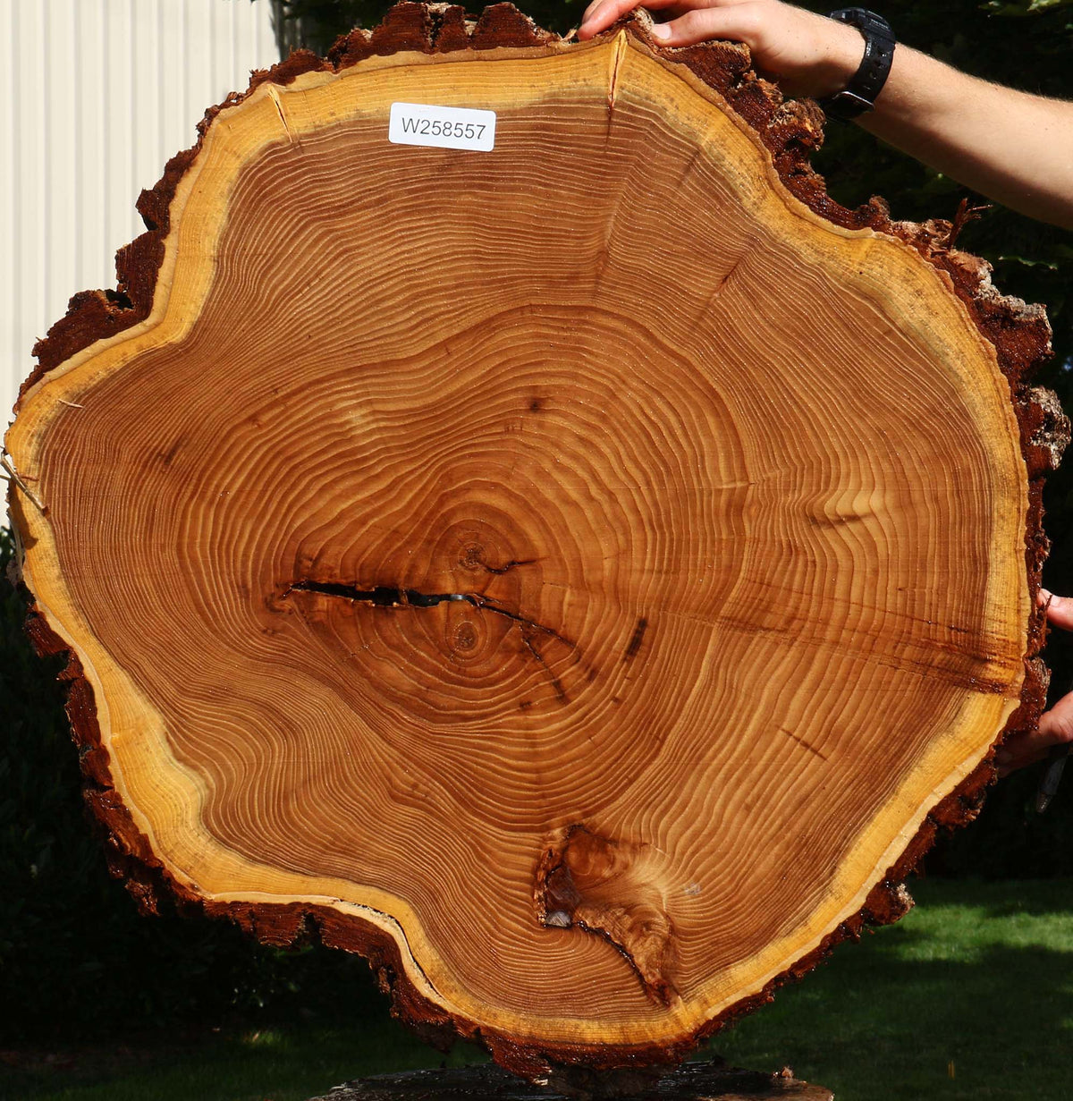 Elm Cookie