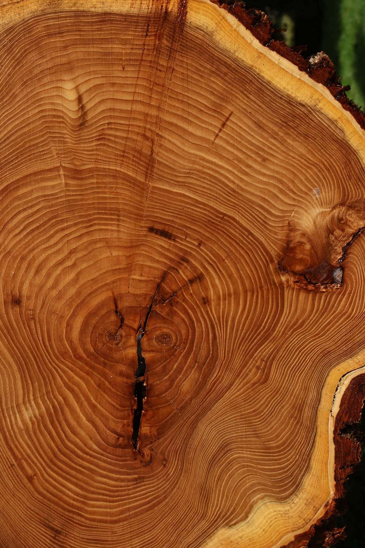 Elm Cookie