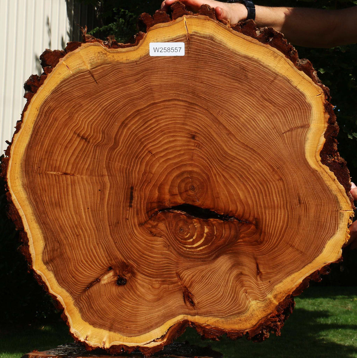 Elm Cookie