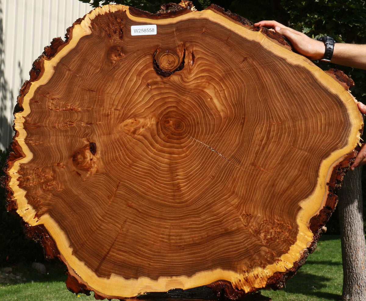Figured Elm Cookie (Freight Shipping Required)