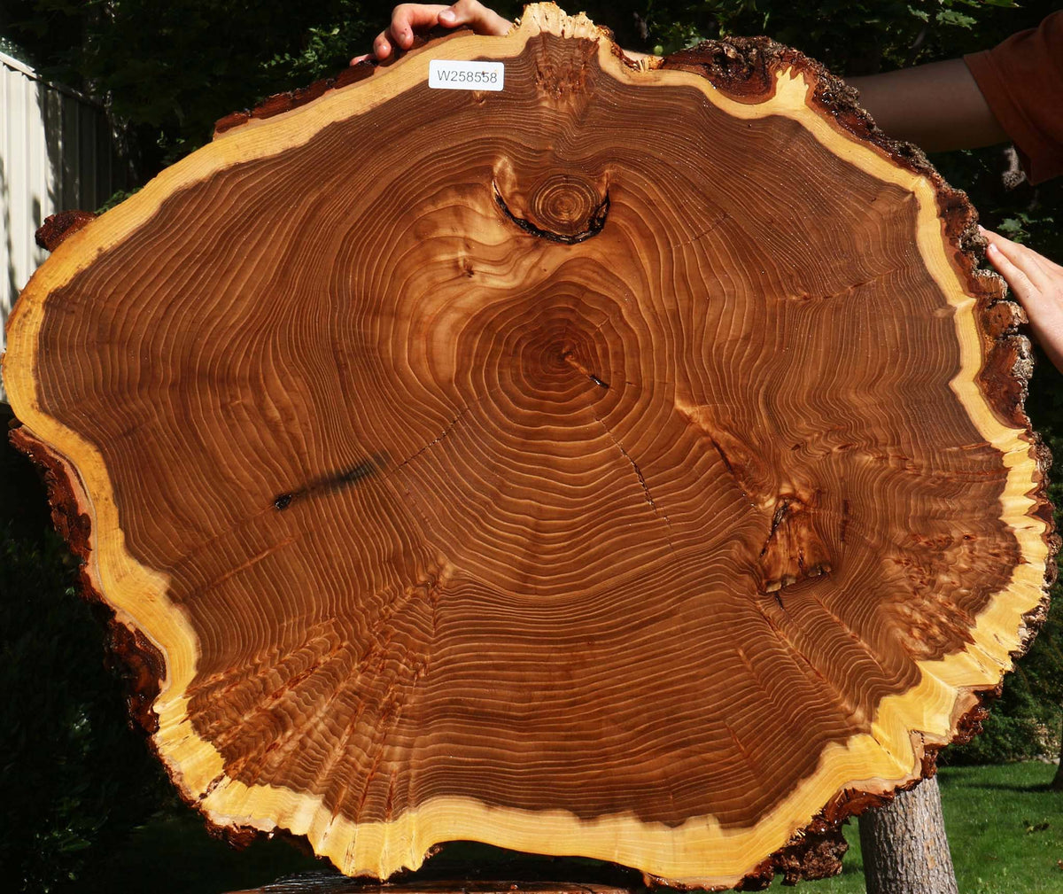 Figured Elm Cookie (Freight Shipping Required)
