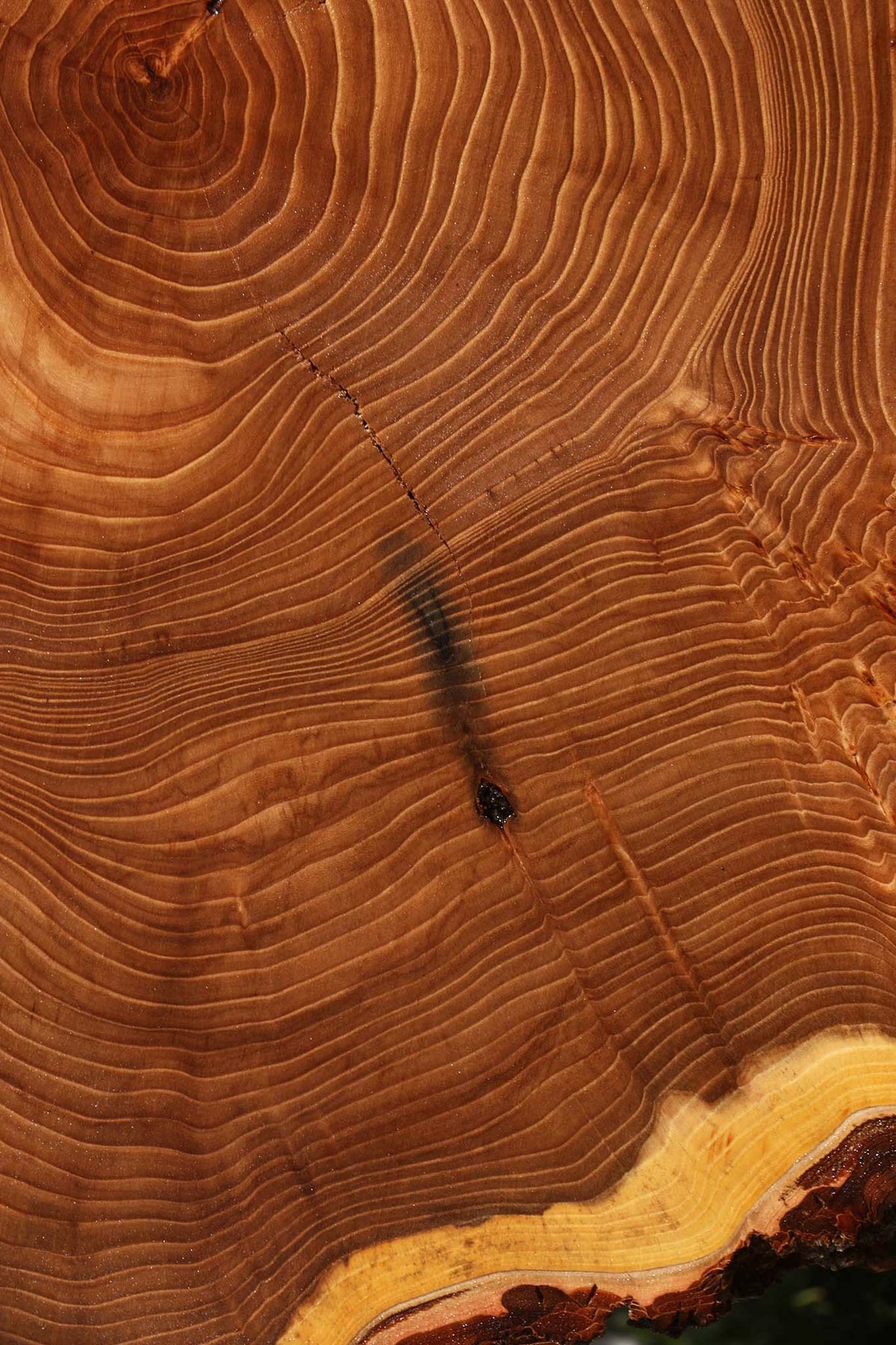 Figured Elm Cookie (Freight Shipping Required)
