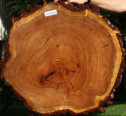 Elm Cookie