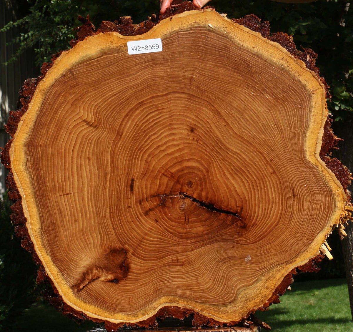 Elm Cookie