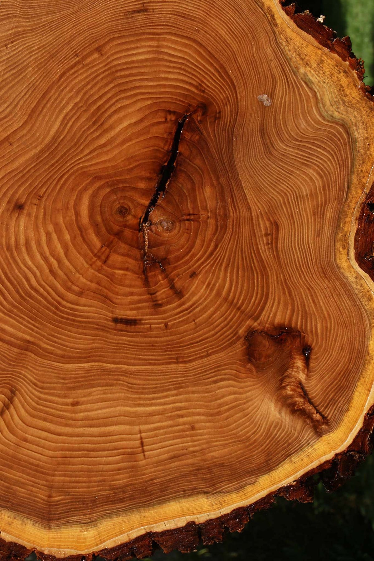 Elm Cookie