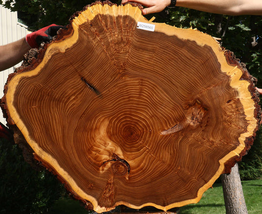 Figured Elm Cookie (Free Shipping Excluded)