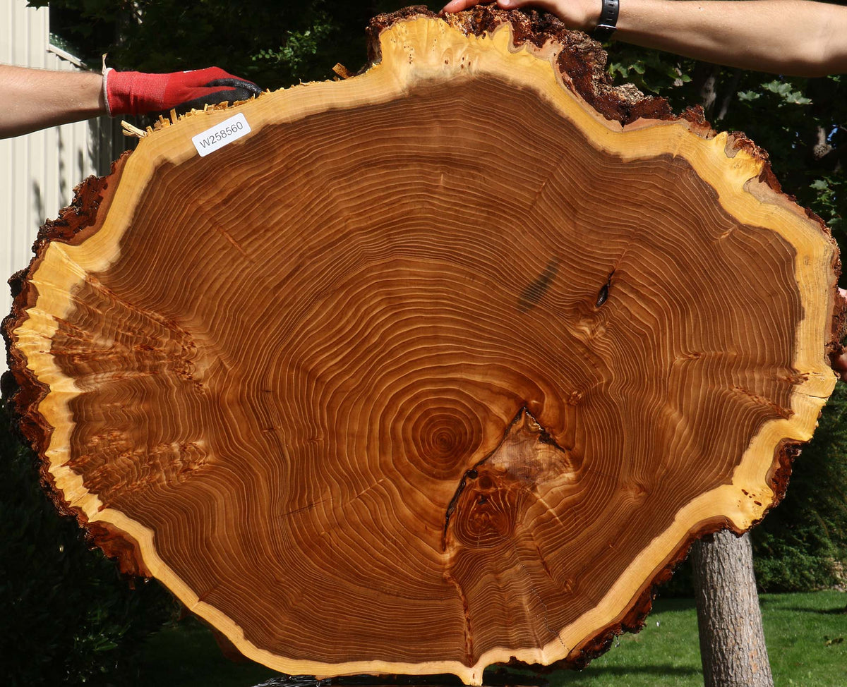Figured Elm Cookie (Free Shipping Excluded)