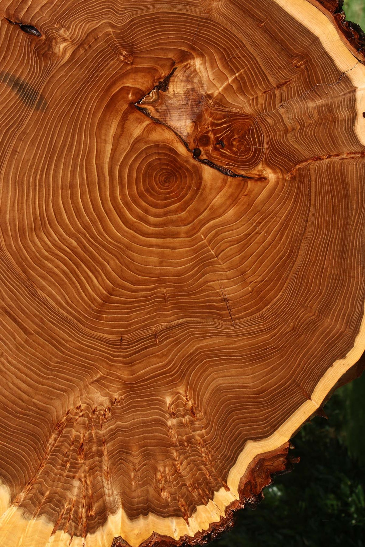 Figured Elm Cookie (Free Shipping Excluded)