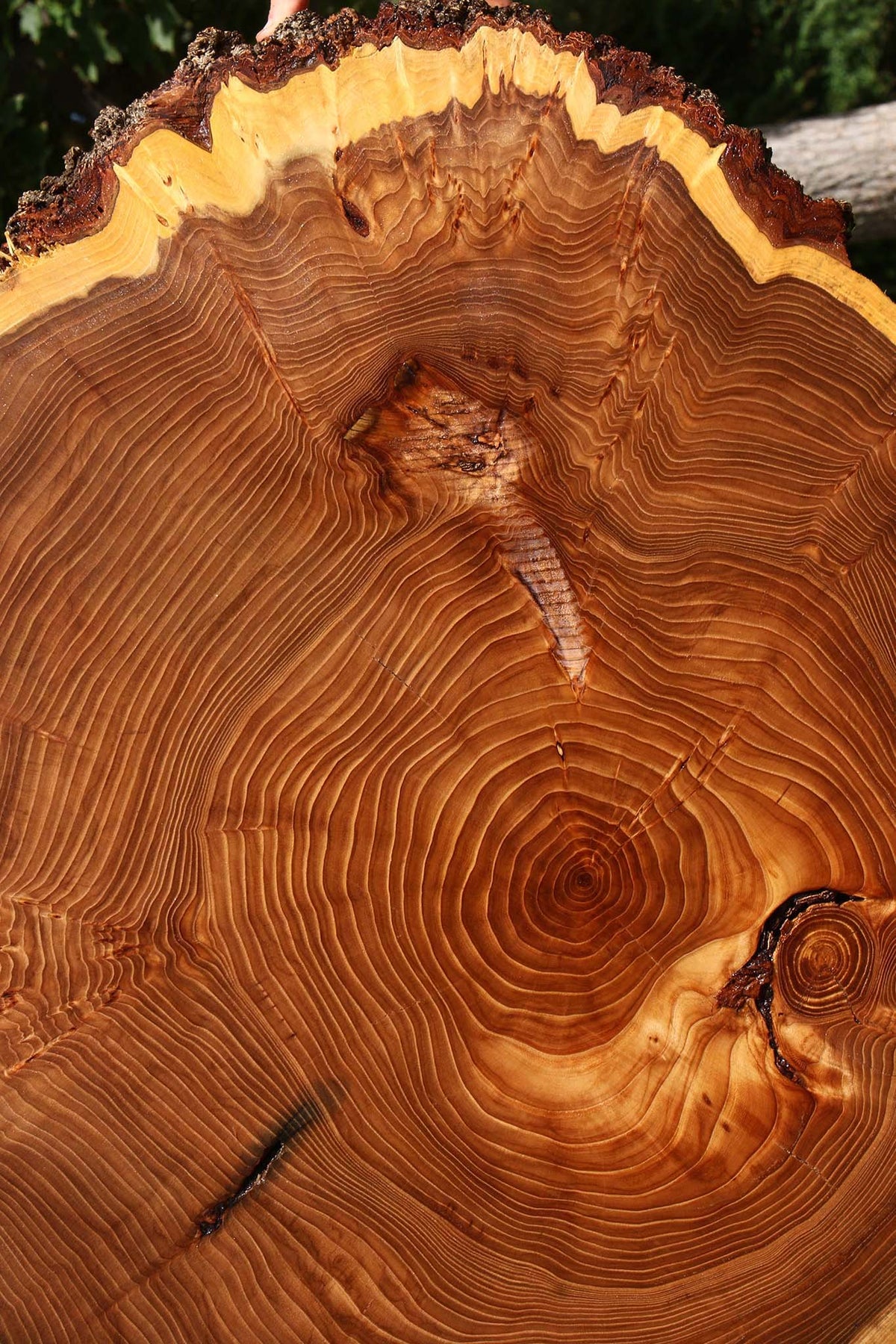 Figured Elm Cookie (Free Shipping Excluded)