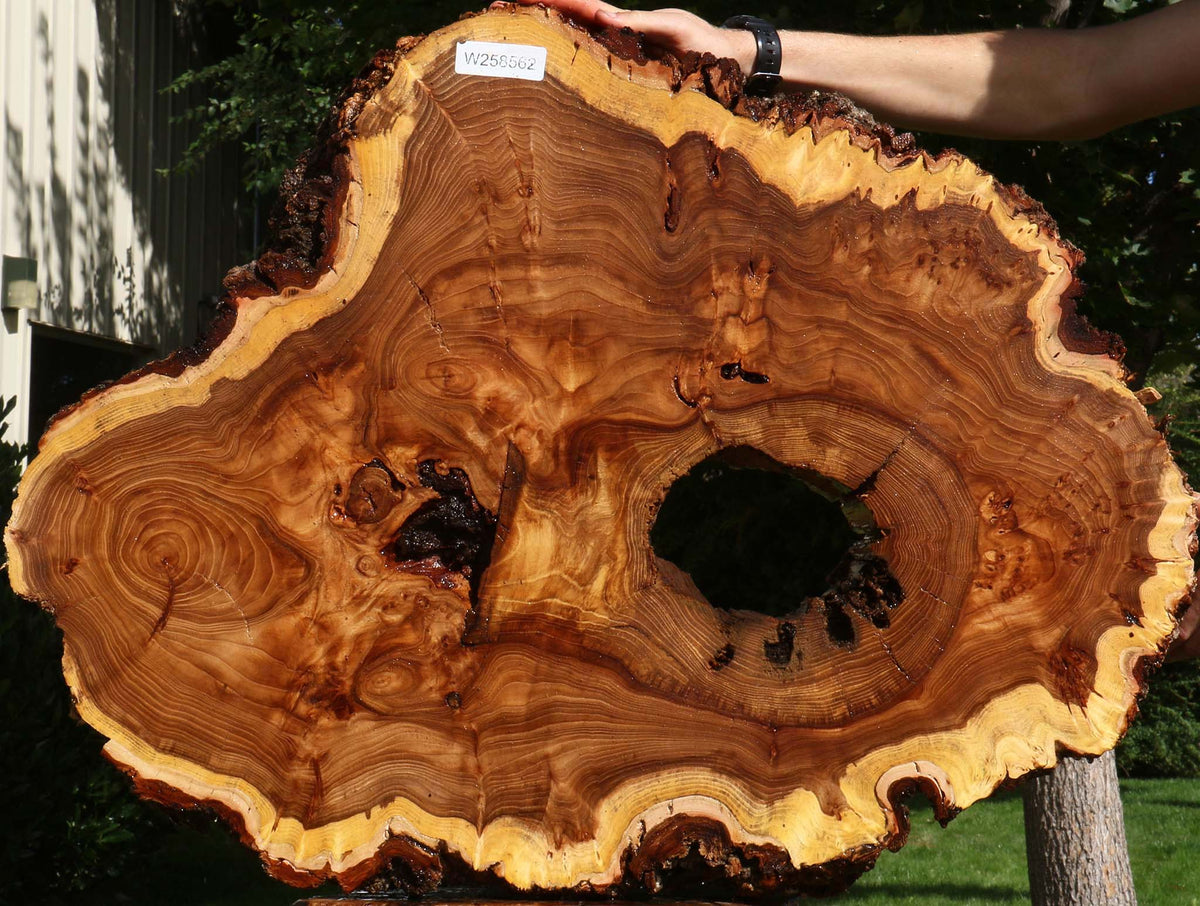 Extra Fancy Elm Cookie