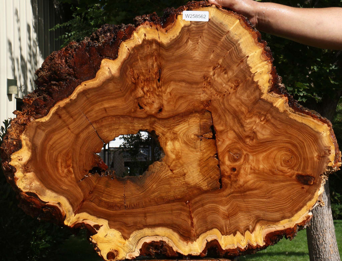 Extra Fancy Elm Cookie