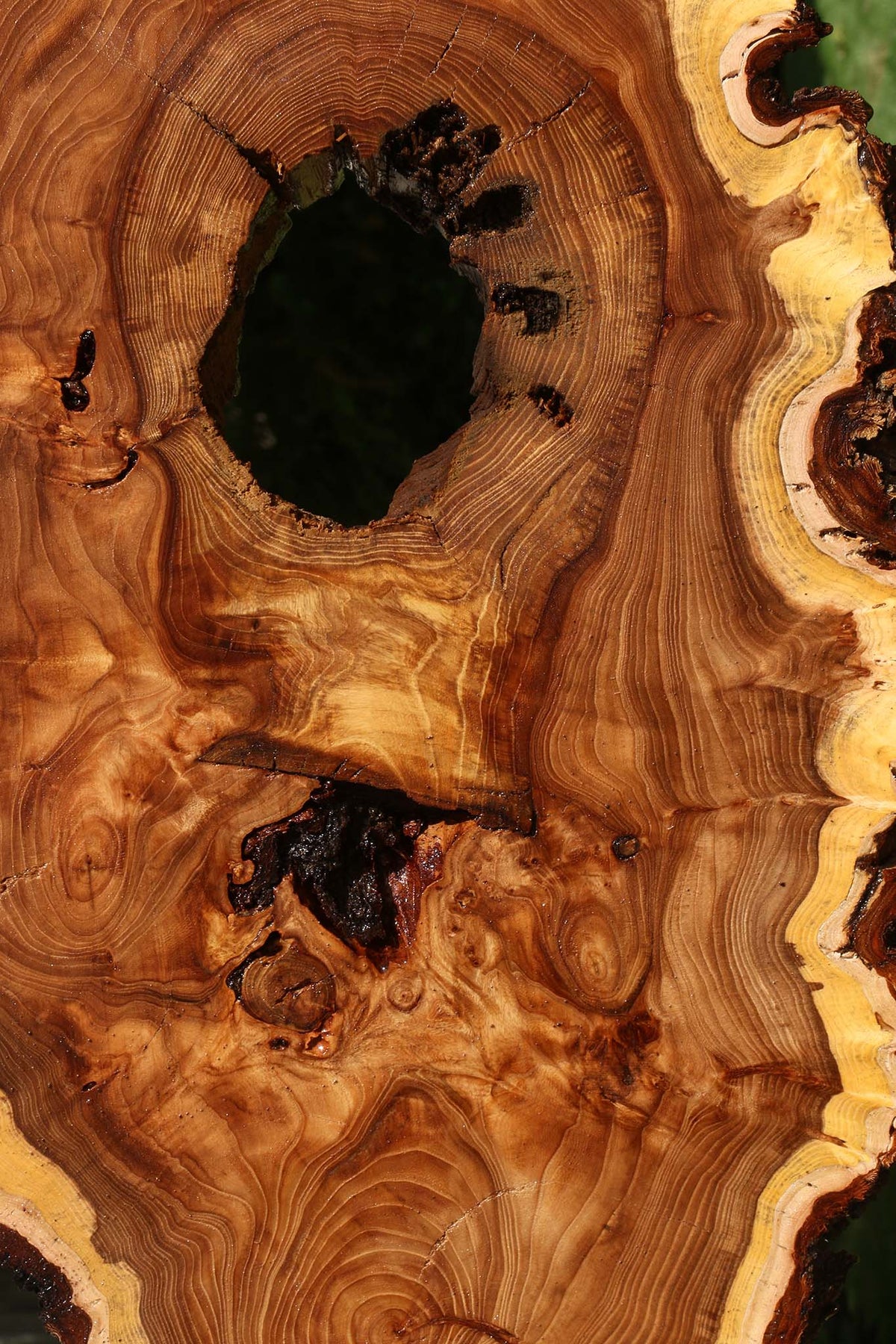 Extra Fancy Elm Cookie