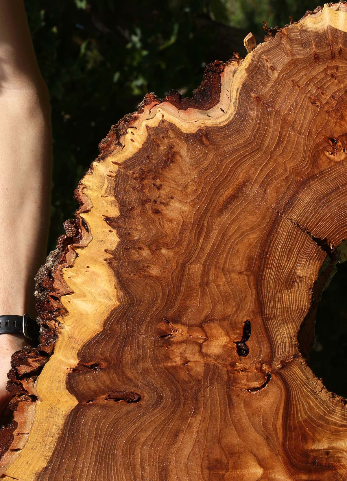 Extra Fancy Elm Cookie