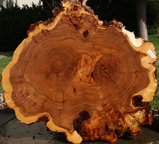 Extra Fancy Elm Cookie