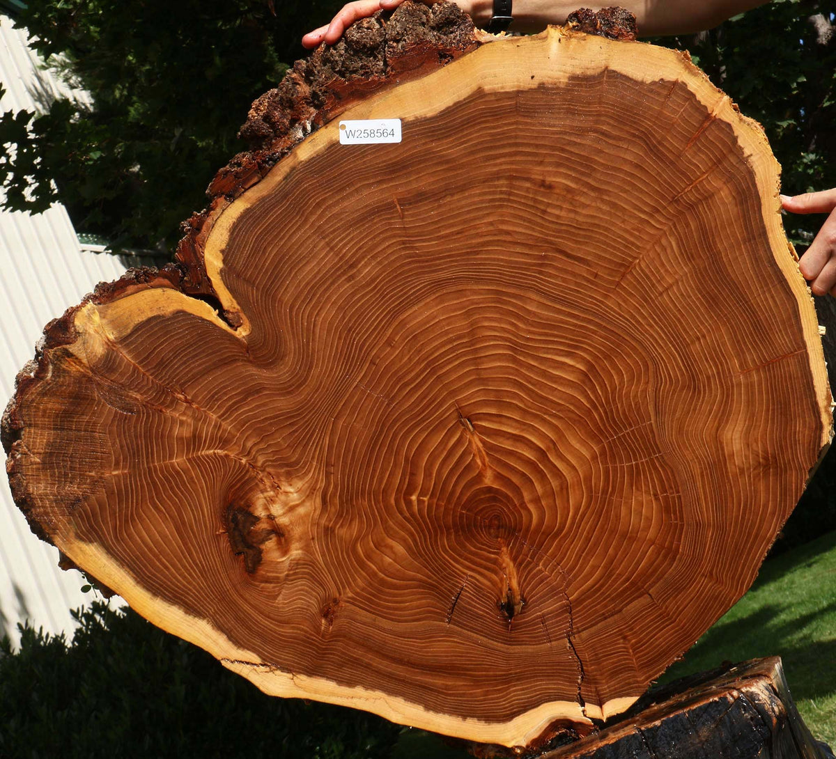 Elm Cookie (Free Shipping Excluded)