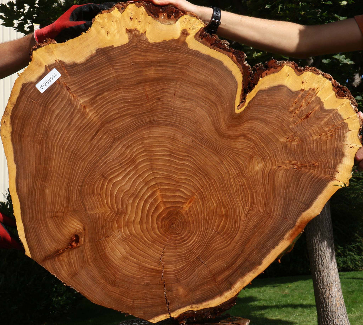Elm Cookie (Free Shipping Excluded)