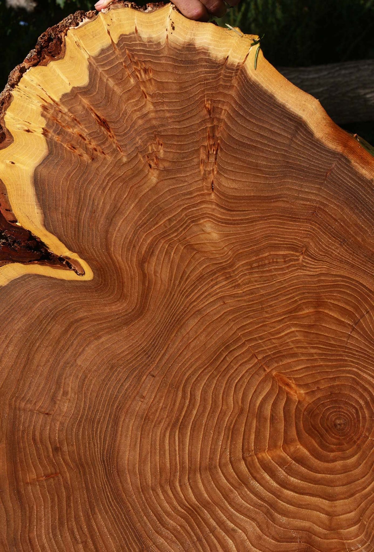 Elm Cookie (Free Shipping Excluded)