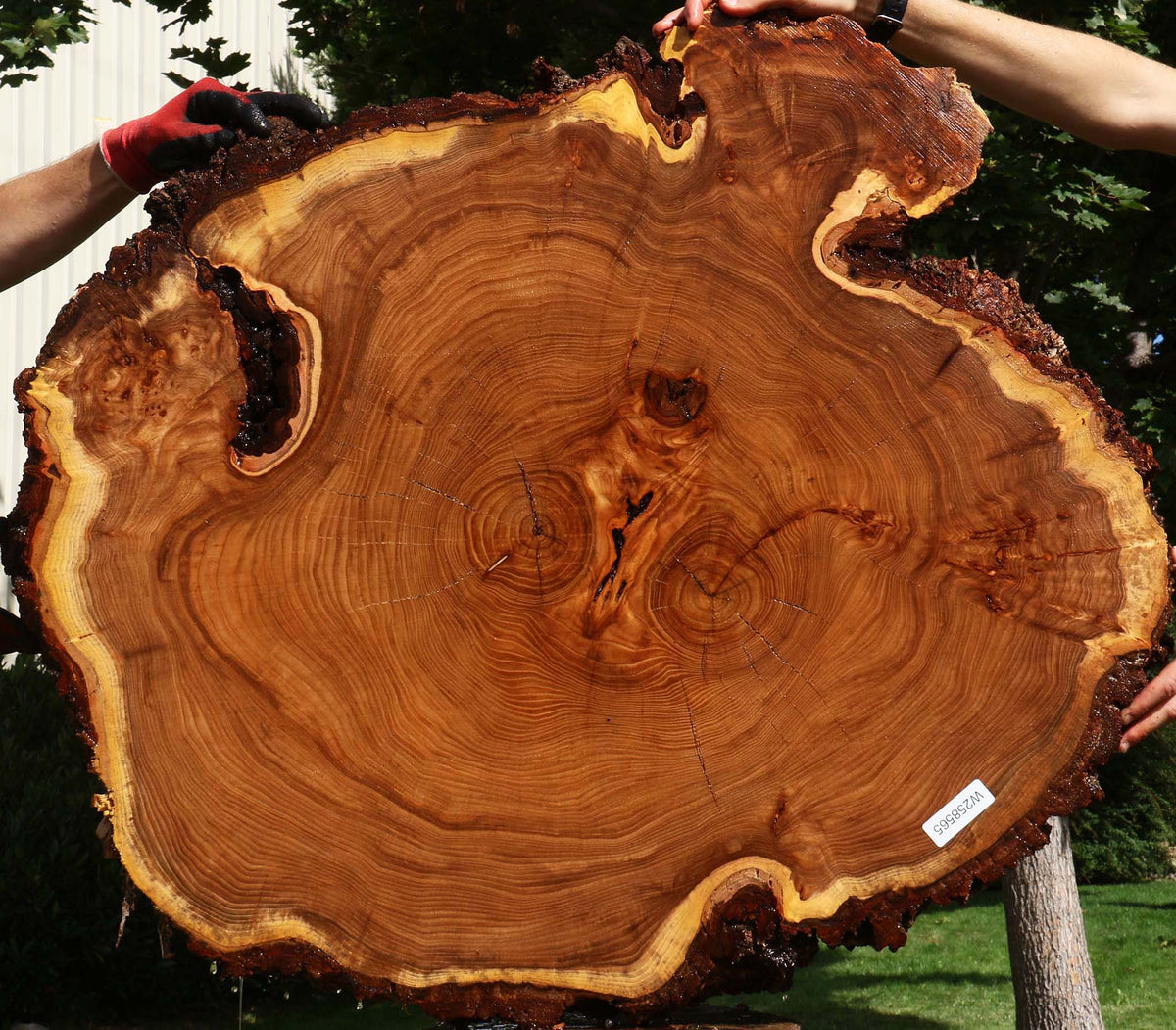 Elm Cookie (Freight Shipping Required)