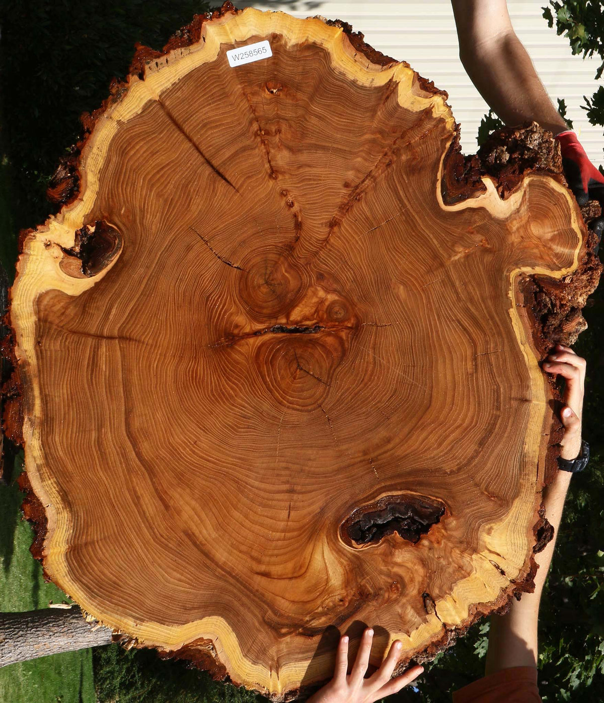Elm Cookie (Freight Shipping Required)