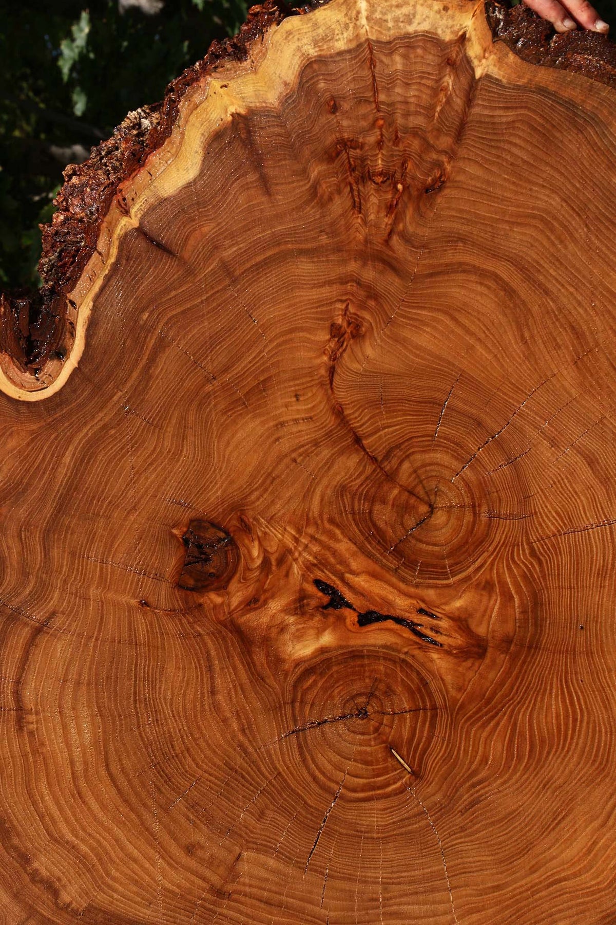 Elm Cookie (Freight Shipping Required)