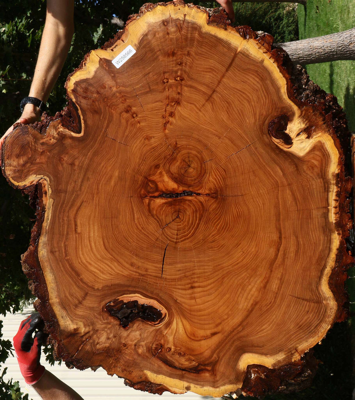 Figured Elm Cookie (Freight Shipping Required)