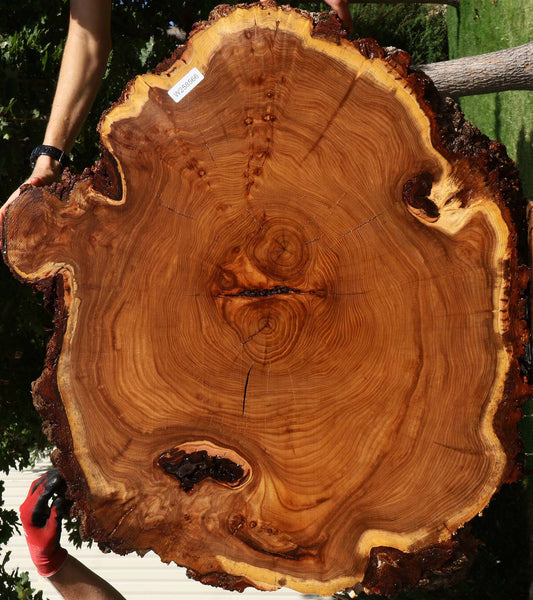 Figured Elm Cookie (Freight Shipping Required)