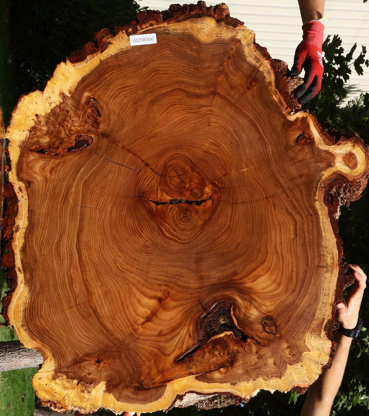 Figured Elm Cookie (Freight Shipping Required)
