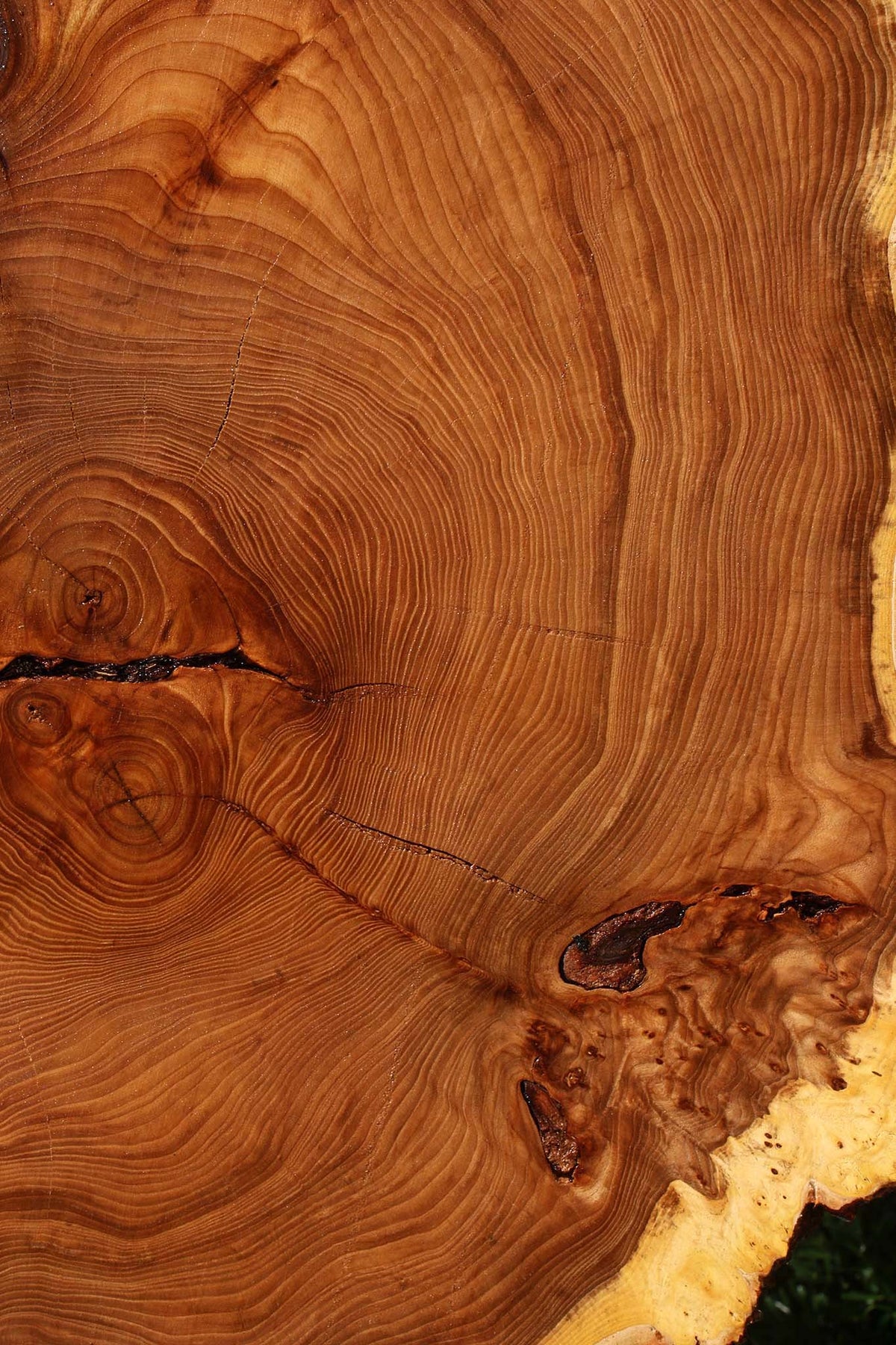 Figured Elm Cookie (Freight Shipping Required)