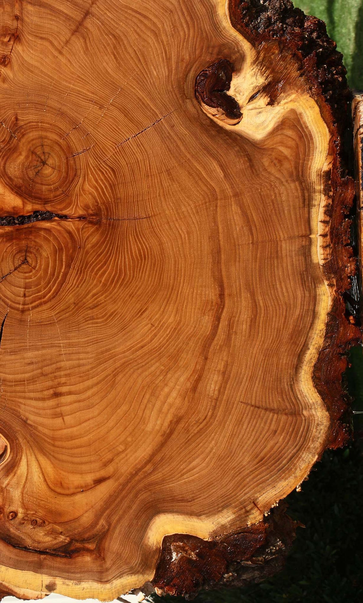 Figured Elm Cookie (Freight Shipping Required)