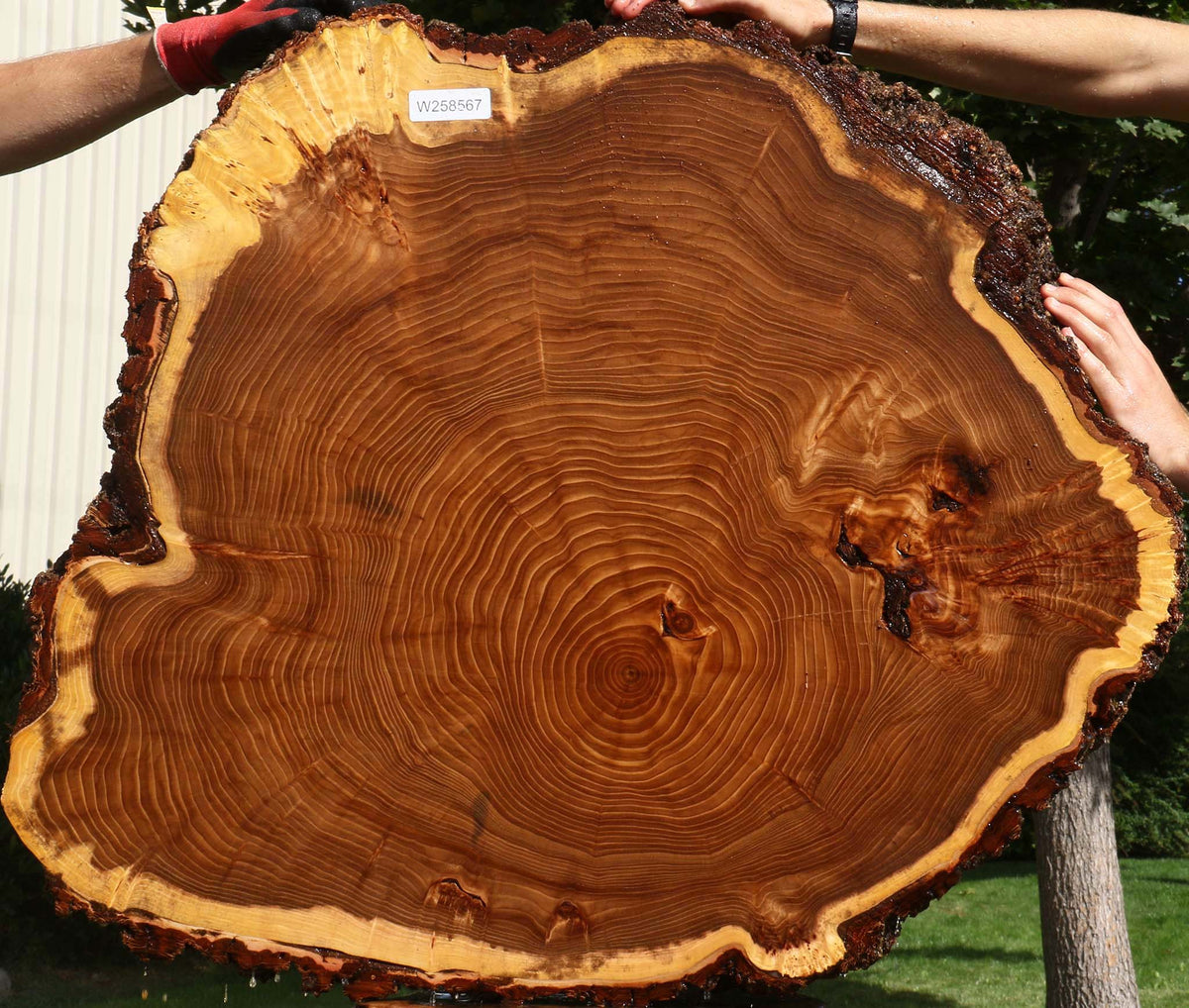 Figured Elm Cookie  (Free Shipping Excluded)
