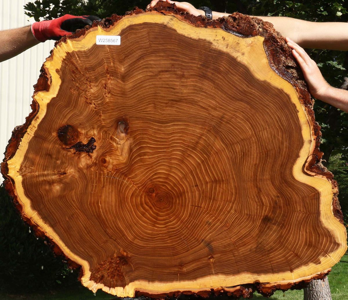 Figured Elm Cookie  (Free Shipping Excluded)