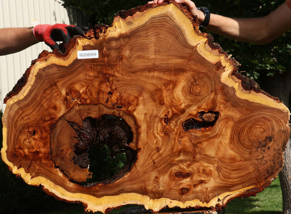 Extra Fancy Elm Cookie (Freight Shipping Required)