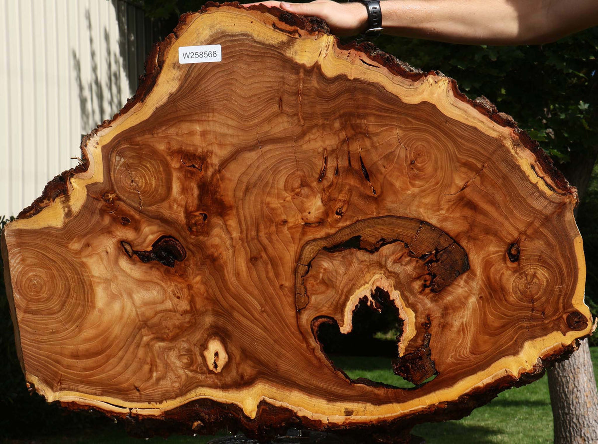 Extra Fancy Elm Cookie (Freight Shipping Required)