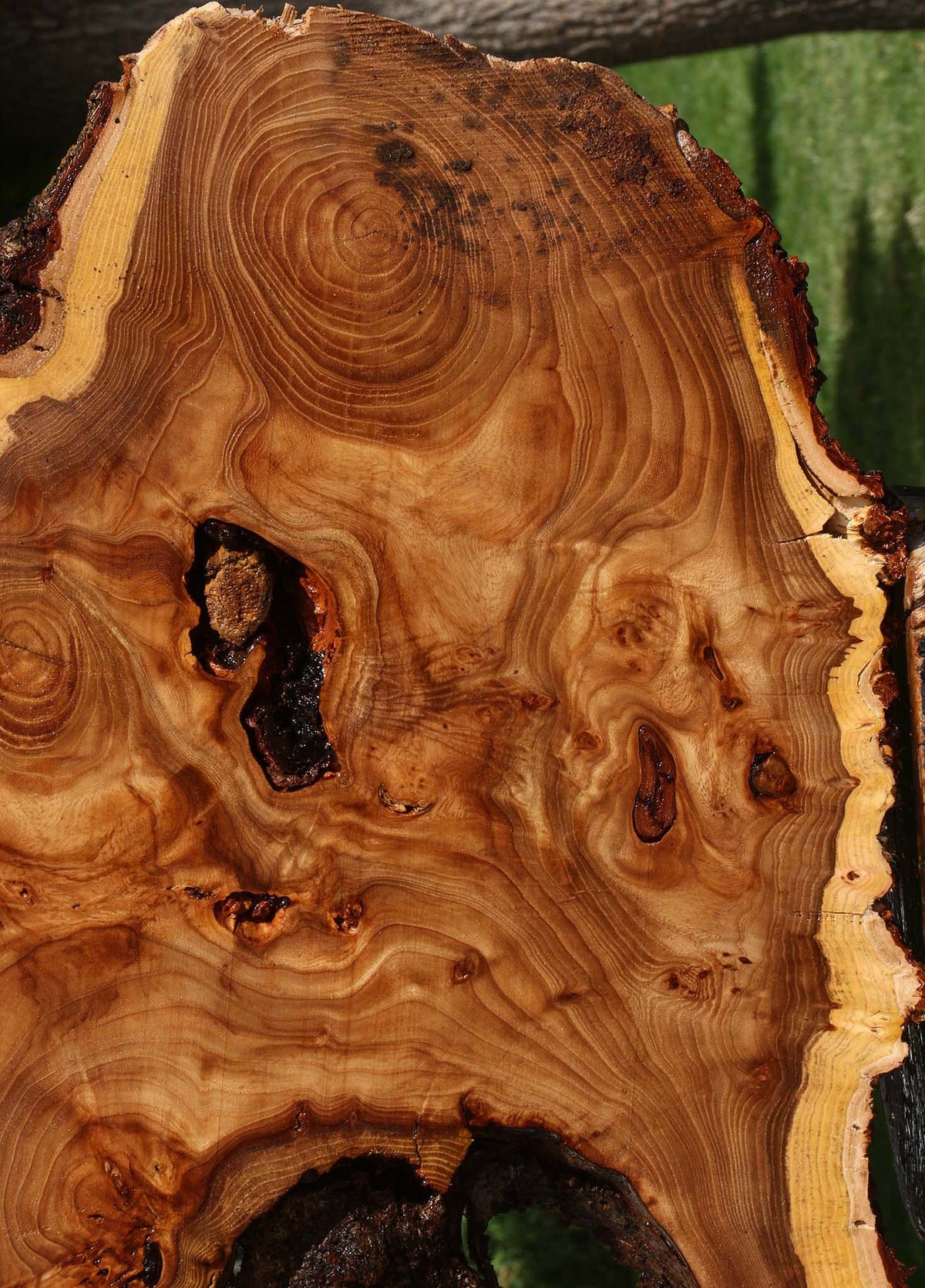Extra Fancy Elm Cookie (Freight Shipping Required)