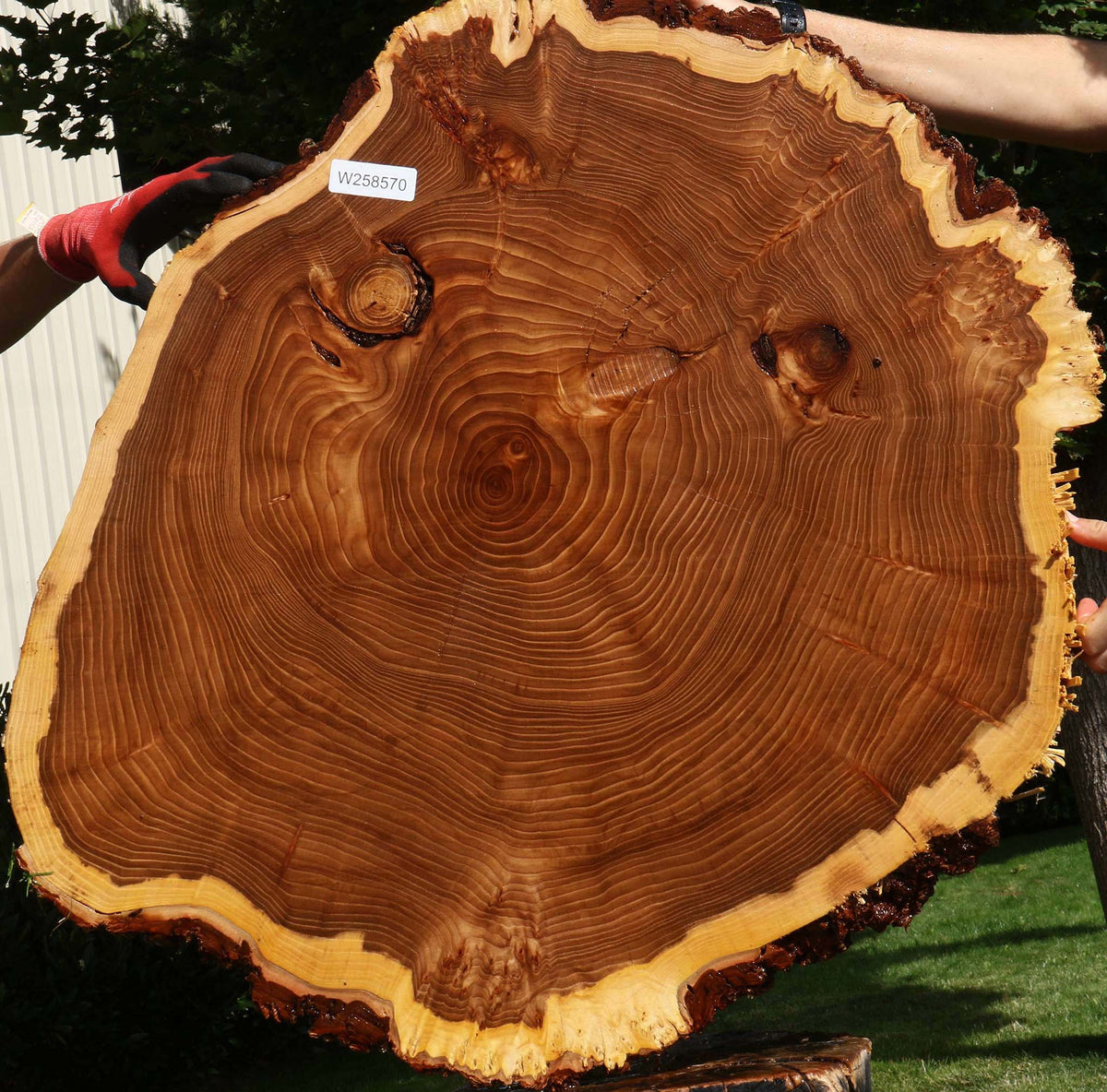 Figured Elm Cookie (Freight Shipping Required)
