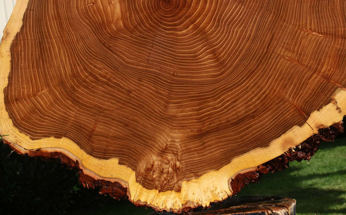 Figured Elm Cookie (Freight Shipping Required)