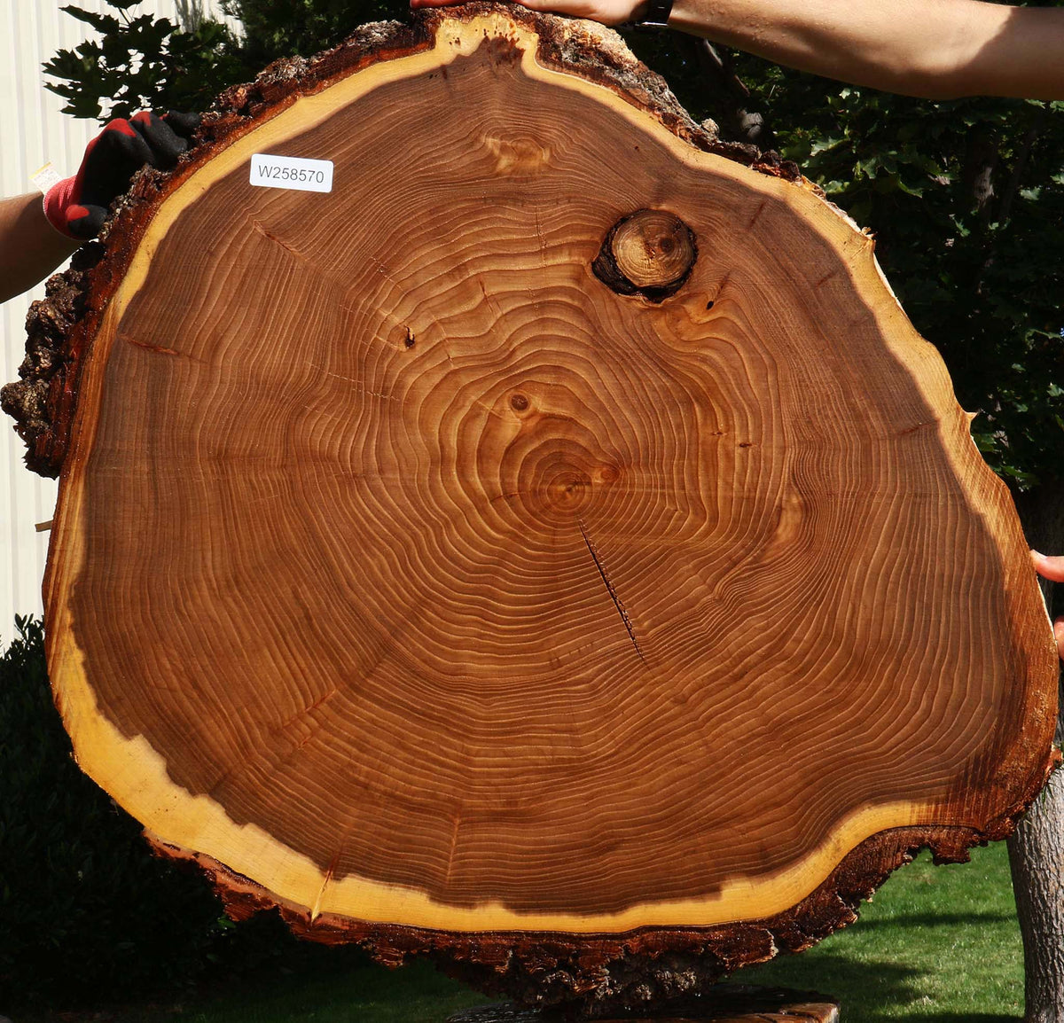 Figured Elm Cookie (Freight Shipping Required)