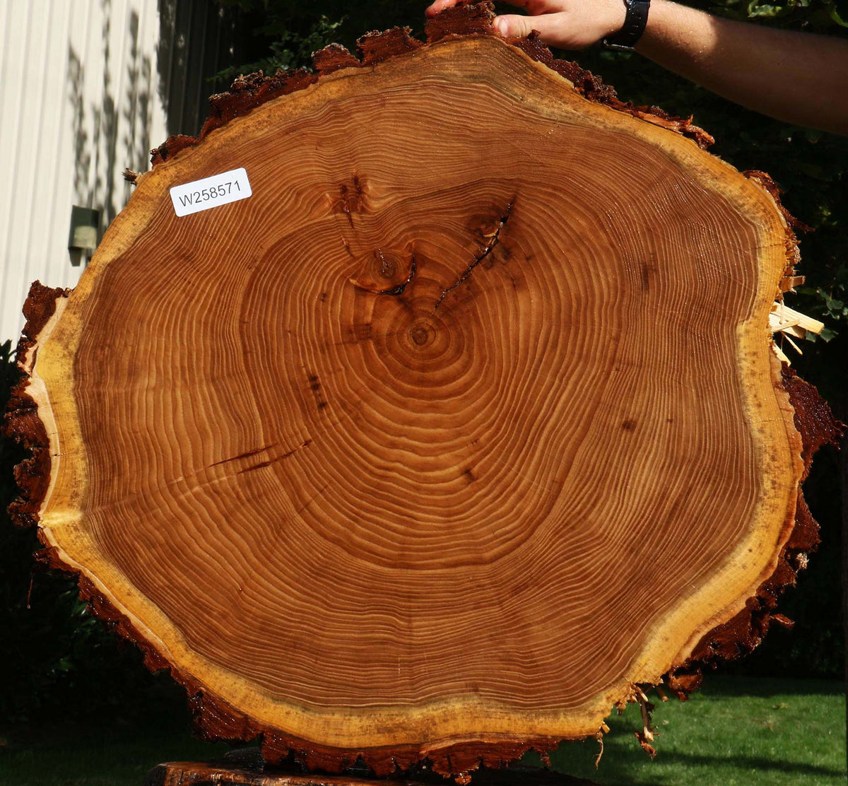 Elm Cookie