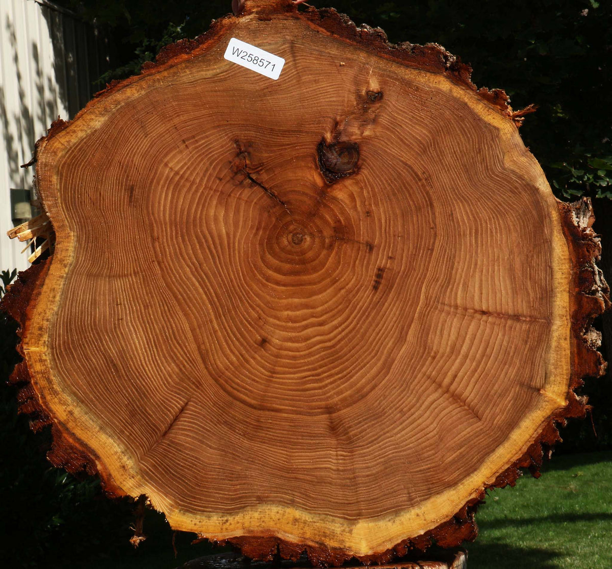 Elm Cookie