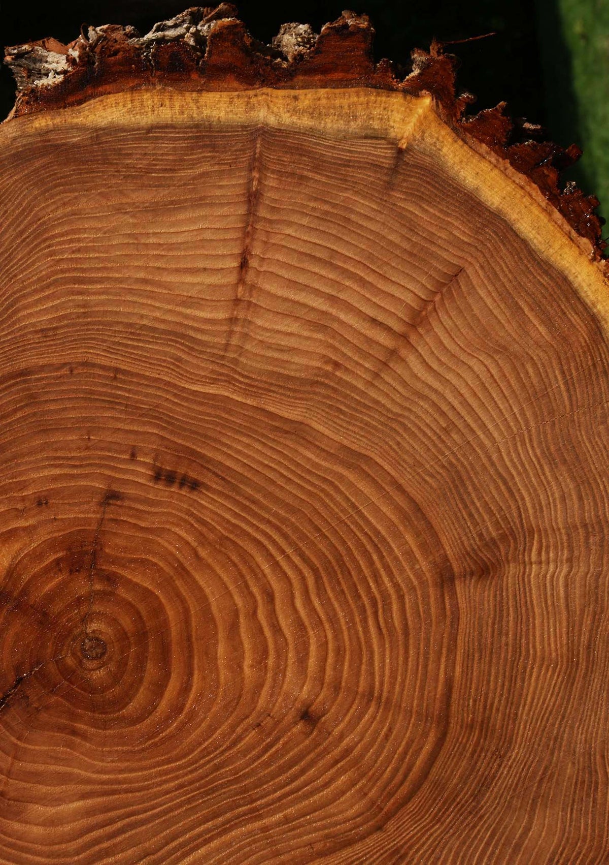 Elm Cookie
